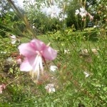 Gaura lindheimeri - Prachtkerze, Detail Blüte