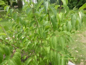 Heptacodium miconoides - Sieben-Söhne-des-Himmels