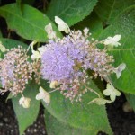 Hydrangea involucrata - Hyllblatt-Hortensie, geöffnete Blüte