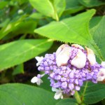 Hydrangea involucrata - Hyllblatt-Hortensie, Blüte am öffnen