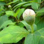 Hydrangea involucrata - Hüllblatthortensie, Blütenknospe