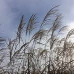 Miscanthus Große Fontaine