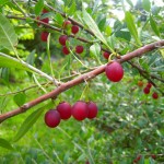 Prinsepia uniflora - Chinesische Dornenkirsche, Früchte