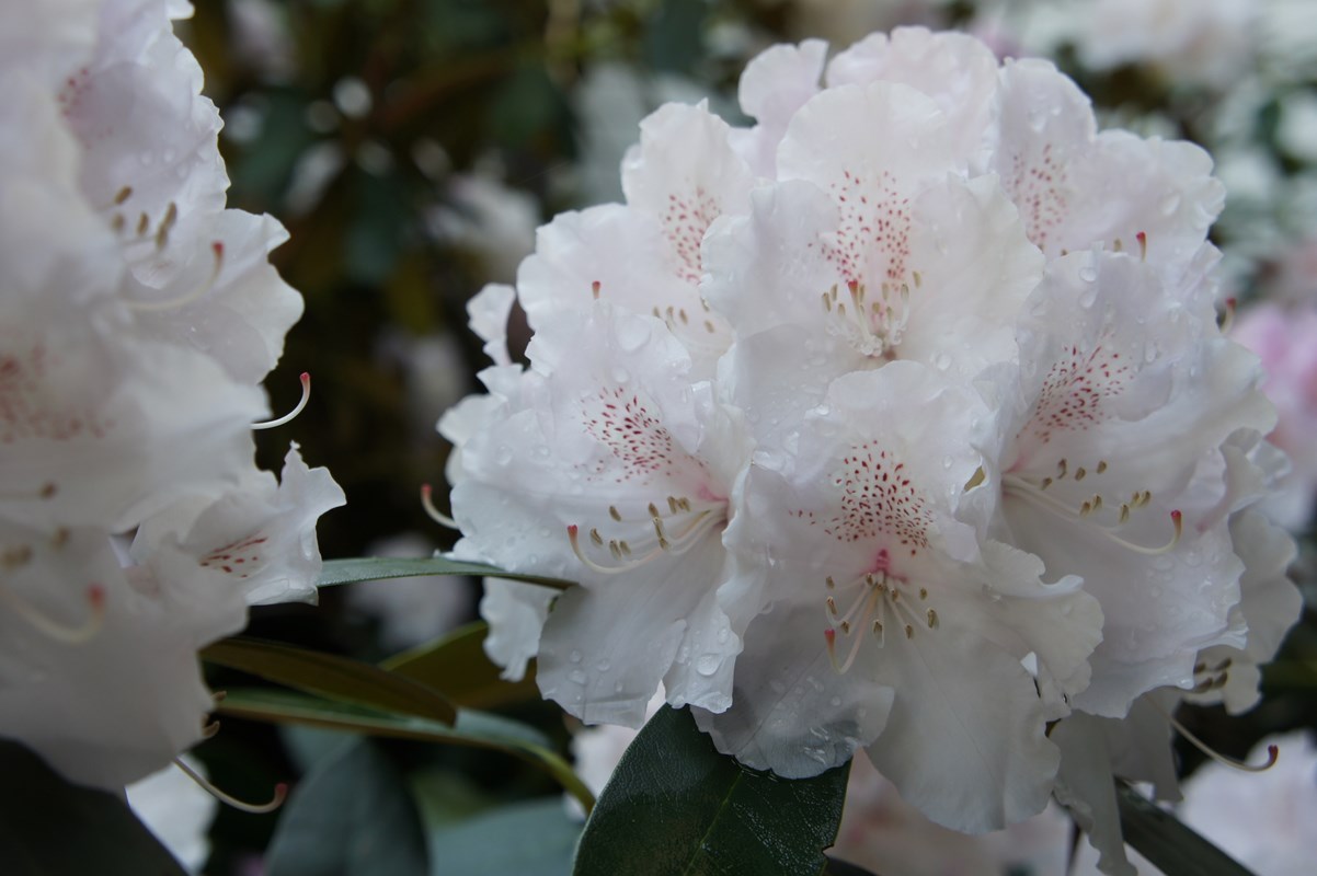 Rhododendron - Der Service Grtner - Gartengestaltung & Gartenpflege in  Salzburg + Umgebung, Flachgau und Mondseeland