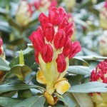 Rhododendron Blütenknospe rot