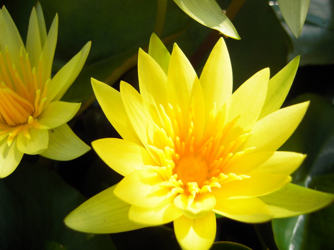 Nymphaea x hybrida - Seerose