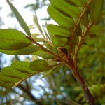 Sophora tetraptera - Schnurbaum