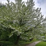 beinahe ausgewachsener Taschentuchbaum in voller Blütenpracht,
