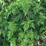 Ambrosia artemisiifolia - Ragweed, Ambrosia, Beifußblättriges Traubenkraut, Blütenansätze, Detail Blätter