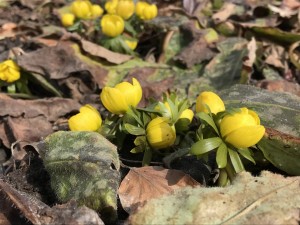 Winterling Eranthis hyemalis