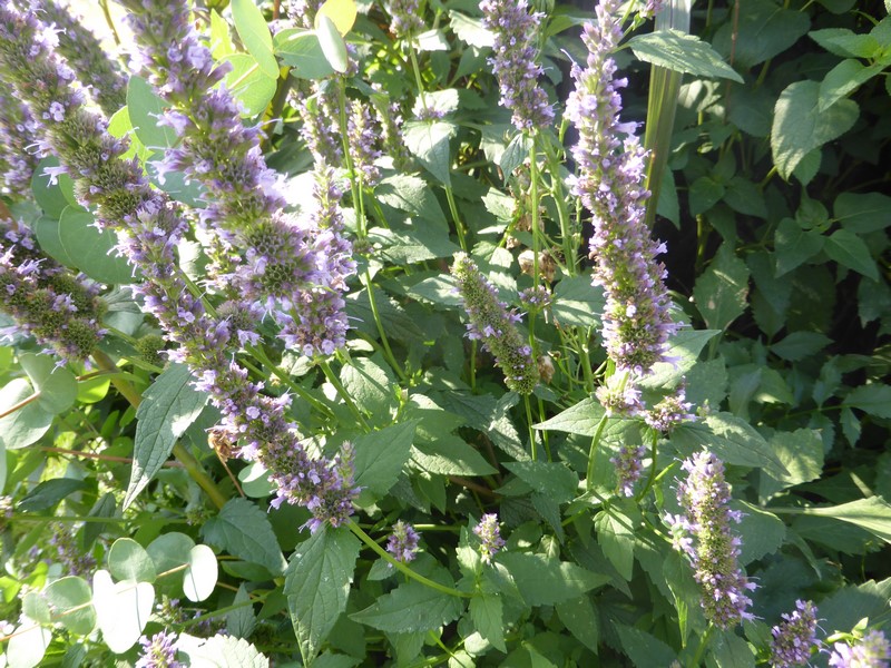 Agastache foeniculum (hybride) Black Adder - Duftnessel, Blütenrispen, Laub