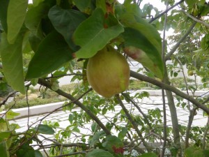Cydonia oblonga Birnenquitte, Frucht