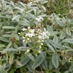Helianthemum apenninum- Apenninen-Sonnenröschen, Blüte