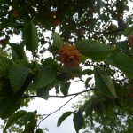 Ostrya carpinifolia - Hopfenbuche, Samenstand