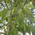 Ostrya carpinifolia - Hopfenbuche, Laub