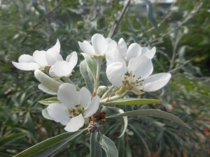Pyrus salicifolia - weidenblättrige Birne, Blüte