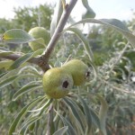 Pyrus salicifolia - weidenblättrige Birne, Frucht