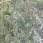 Pyrus salicifolia - weidenblättrige Birne, Laub