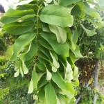 Robinia pseudoacacia Tortuosa - Korkenzieherakazie, Detail Laub