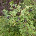 Rosa pimpinellifolia - Bibernellrose