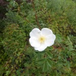 Rosa pimpinellifolia - Bibernellrose, Blüte