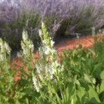 Salvia nemorosa Adrian - weißer Ziersalbei, Blütenrispe