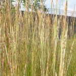 Schizachyrium scoparium - Bartgras, Präriegras, Ähren