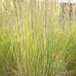 Schizachyrium scoparium - Präriegras, Bartgras, Wuchs