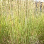 Schizachyrium scoparium - Präriegras, Bartgras, Wuchs