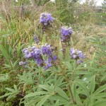 Vitex anguns-castus - Mönchspfeffer, Blütenstand