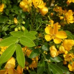 Senna corymbosa früher Cassia - Gewürzrinde, Details Blüte und Blatt