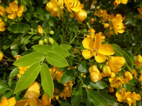 Senna corymbosa früher Cassia - Gewürzrinde, Details Blüte und Blatt
