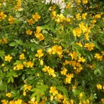 Senna corymbosa früher Cassia - Gewürzrinde, buschiger Wuchs, zahlreiche dottergelbe Blüten