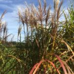 Miscanthus Malepartus, Blüte im Detail, rötliche Herbstfärbung des Laubes