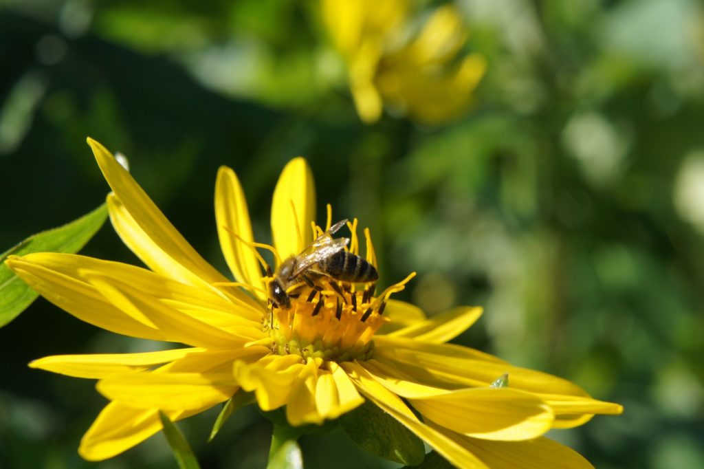 durchwachsene Silphie, Biene auf gelber Blüte