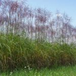 Miscanthus Malepartus als Gräserhecke, Sichtschutz im Sommer