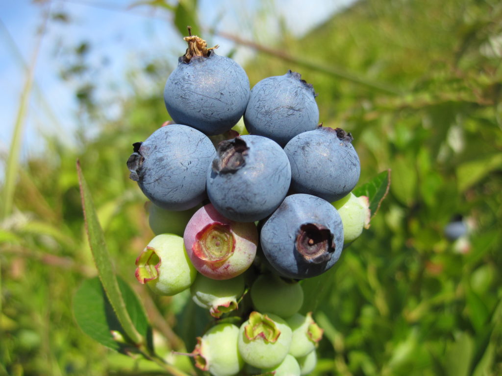 Heidelbeeren