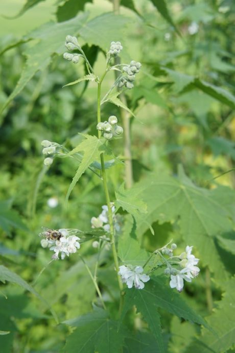 Sida hermaphrodita - Sidapflanze mit weißen Büschelblüten