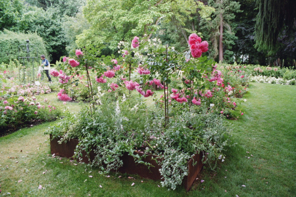 Bodendeckerrosen als Hochstamm