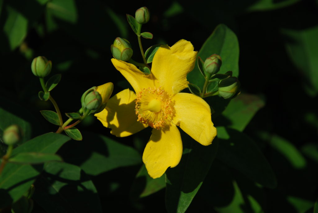 großblumiges gelb blühendes Johanniskraut, Hypericum Hidecote
