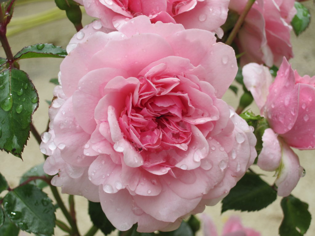 Rosa blühende Rose kurz nach dem Regen, Blütenblätter und Laub sind noch voller Wassertropfen