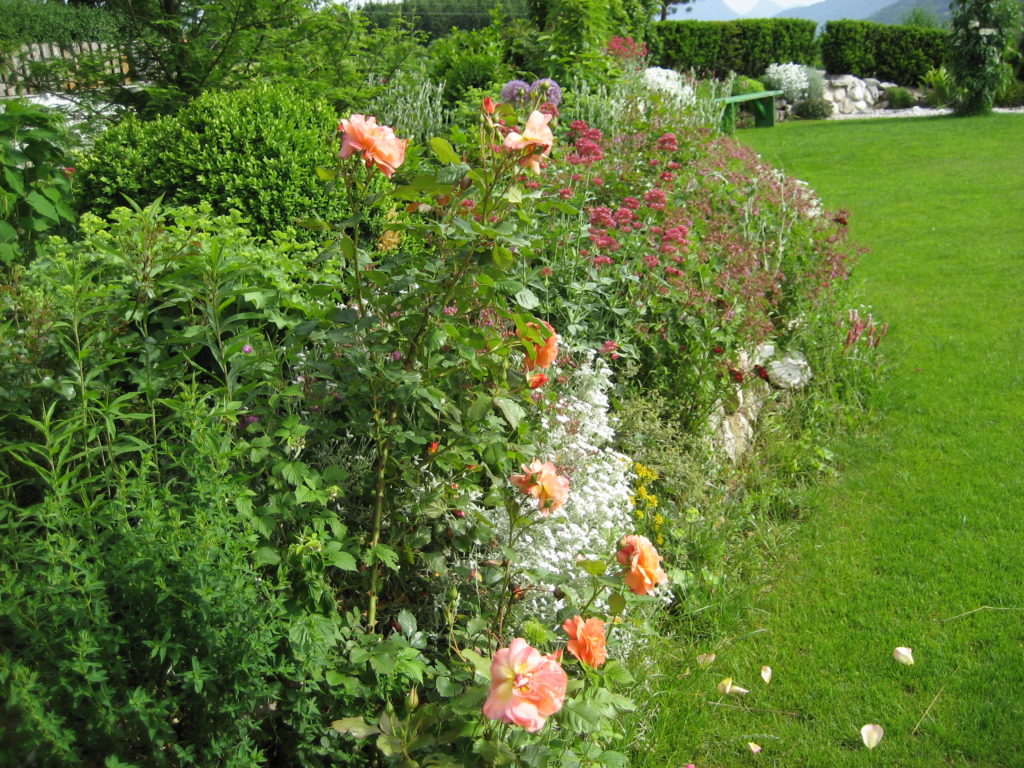 Rose Westerland inmitten von Buchs, Frauenmantel und Hornkraut