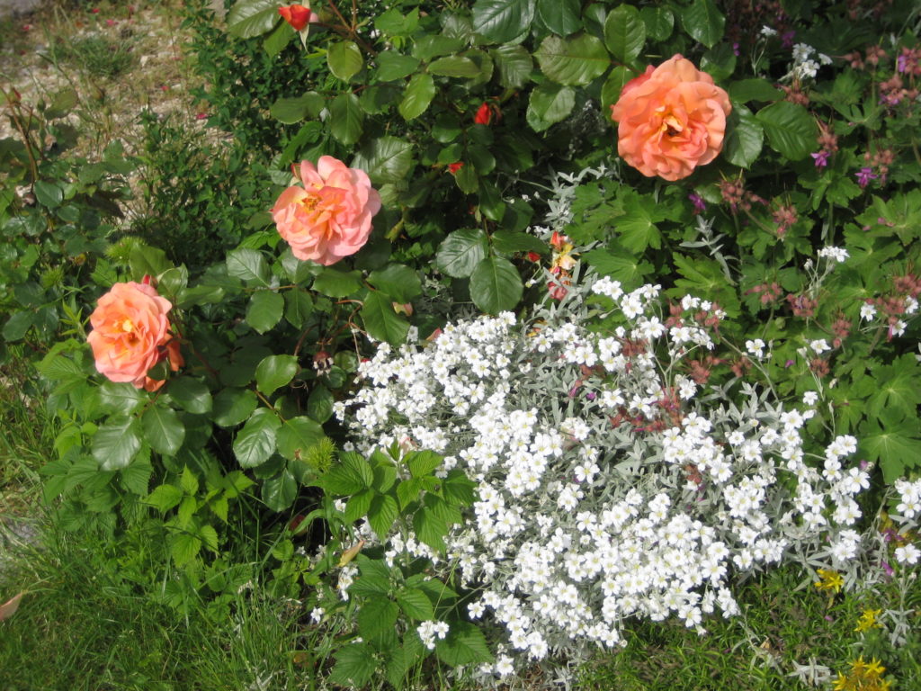 Rose Westerland und filziges Hornkraut