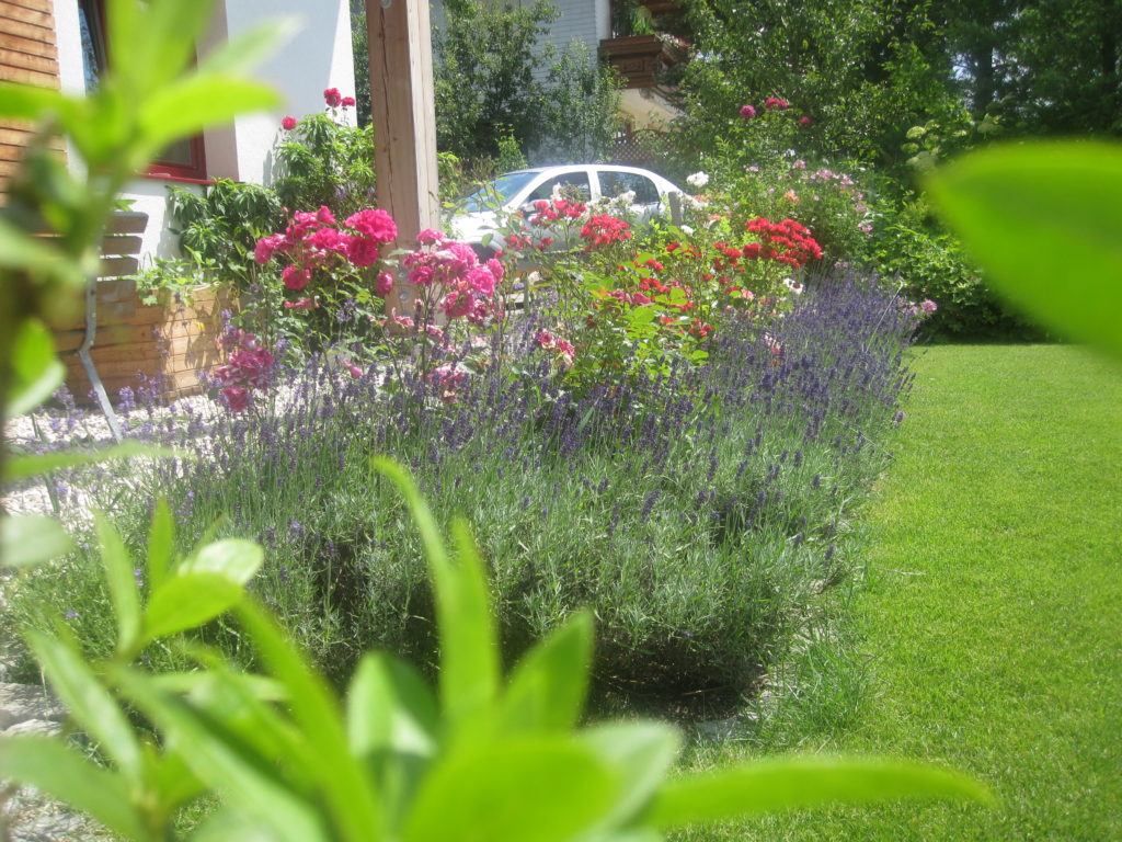 Rosenbeet, umrandet von Lavendel