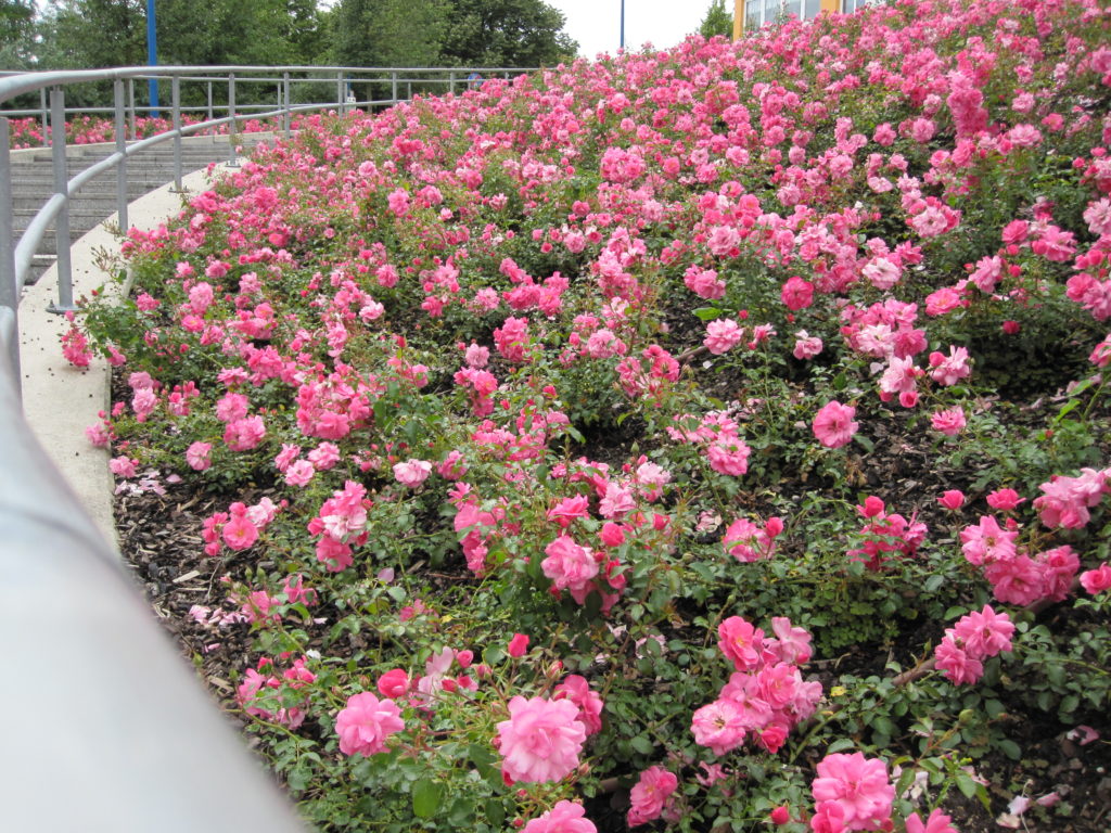 flächige Bepflanzung einer Böschung mit Bodendeckerrosen in roa