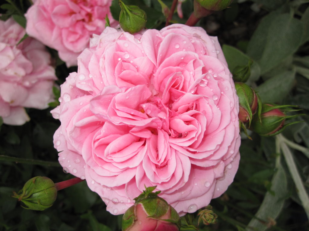 gefüllte Rosenblüte, rosa, Wassertropfen nach dem Regen