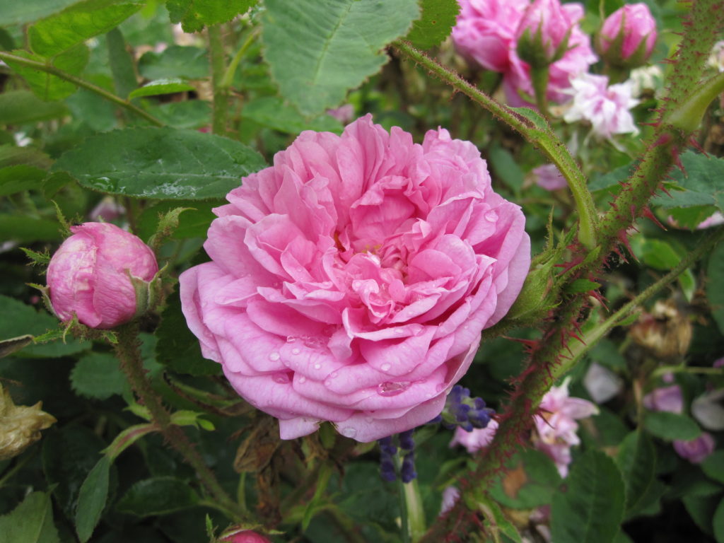 gefüllte, duftende alte englische Rose in rosa