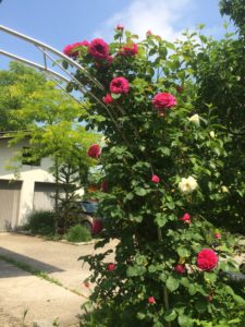 gefüllte Kletterrose in purpurpink