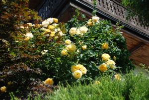 gelbe Strauchrose unter Holzbalkon