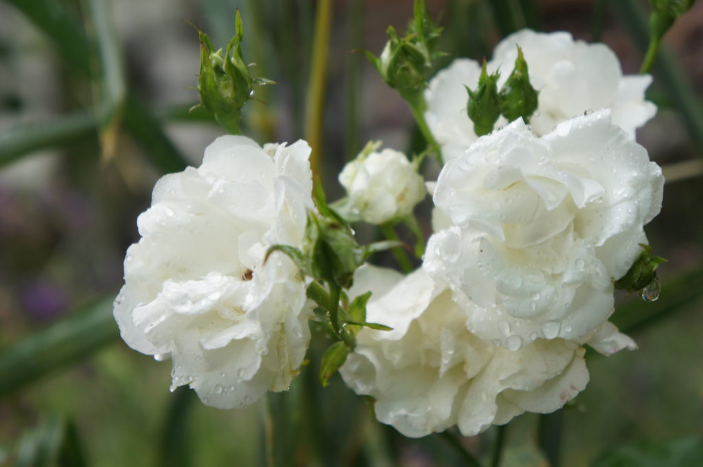 weiße Rose, die Blüten sind klein und in Büscheln angeordnet